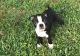 Boston Terrier Puppies for sale in Monson, MA, USA. price: $600