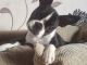 Boston Terrier Puppies for sale in Jersey Shore, NJ, USA. price: NA