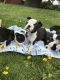 Boston Terrier Puppies for sale in NJ Tpke, Kearny, NJ, USA. price: $400