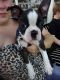 Boston Terrier Puppies for sale in Hudson, FL 34669, USA. price: NA