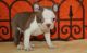 Boston Terrier Puppies for sale in Milwaukee, WI, USA. price: NA