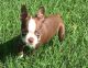 Boston Terrier Puppies for sale in Tyler, TX, USA. price: $500