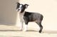 Boston Terrier Puppies for sale in Junction City, KY, USA. price: NA