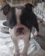 Boston Terrier Puppies for sale in Central Islip, NY, USA. price: NA