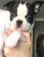 Boston Terrier Puppies for sale in Phoenix Country Club, Phoenix, AZ, USA. price: NA