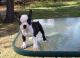 Boston Terrier Puppies for sale in Castine, ME, USA. price: $500