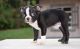 Boston Terrier Puppies for sale in Glasston, ND 58236, USA. price: $500