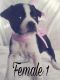 Boston Terrier Puppies for sale in Grand Forks, ND, USA. price: $950