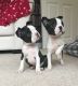 Boston Terrier Puppies for sale in Central Ave, Jersey City, NJ, USA. price: NA