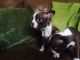 Boston Terrier Puppies for sale in Central Ave, Jersey City, NJ, USA. price: NA