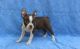 Boston Terrier Puppies for sale in Charlestown, RI, USA. price: $500