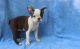 Boston Terrier Puppies for sale in Bowman, SC 29018, USA. price: $500