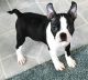 Boston Terrier Puppies for sale in Meeteetse, WY 82433, USA. price: NA