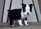 Boston Terrier Puppies for sale in Haleiwa, HI 96712, USA. price: NA