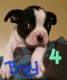Boston Terrier Puppies for sale in Decherd, TN, USA. price: NA