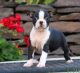 Boston Terrier Puppies for sale in Wilmar, AR 71675, USA. price: NA