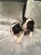 Boston Terrier Puppies for sale in Ashtabula, OH 44004, USA. price: NA