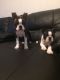 Boston Terrier Puppies for sale in TX-249, Houston, TX, USA. price: NA