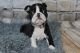 Boston Terrier Puppies for sale in St. Petersburg, FL, USA. price: NA