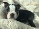 Boston Terrier Puppies for sale in St. Petersburg, FL, USA. price: $400