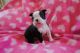 Boston Terrier Puppies for sale in Miami, FL, USA. price: $400