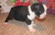 Boston Terrier Puppies for sale in Sacramento, CA, USA. price: NA