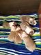 Boston Terrier Puppies for sale in Scotts, MI 49088, USA. price: NA