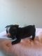 Boston Terrier Puppies for sale in Corbin, KY 40701, USA. price: NA