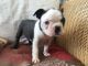 Boston Terrier Puppies for sale in 40861 Carlisle Ave, Elyria, OH 44035, USA. price: $500