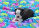 Boston Terrier Puppies for sale in Mackville Harrodsburg Rd, Mackville, KY 40040, USA. price: NA