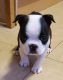 Boston Terrier Puppies for sale in Lancaster St, Harrisburg, PA 17111, USA. price: NA