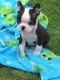 Boston Terrier Puppies for sale in Lancaster St, Harrisburg, PA 17111, USA. price: NA