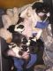 Boston Terrier Puppies for sale in Eatonville, WA 98328, USA. price: NA