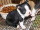 Boston Terrier Puppies for sale in Irvine, CA, USA. price: NA