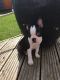 Boston Terrier Puppies for sale in Columbus, OH, USA. price: NA