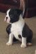 Boston Terrier Puppies for sale in 11 Centre St, New York, NY 10007, USA. price: NA