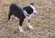 Boston Terrier Puppies for sale in Jersey City, NJ 07306, USA. price: NA