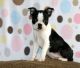 Boston Terrier Puppies for sale in Barstow, MD 20610, USA. price: $500