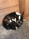 Boston Terrier Puppies for sale in Columbia, KY 42728, USA. price: NA