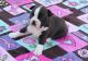 Boston Terrier Puppies for sale in Greenville Ave, Dallas, TX, USA. price: NA