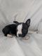 Boston Terrier Puppies for sale in Charlotte, MI 48813, USA. price: NA
