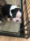 Boston Terrier Puppies for sale in Stanley, WI 54768, USA. price: NA