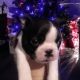Boston Terrier Puppies for sale in Alaska St, Staten Island, NY 10310, USA. price: NA