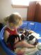 Boston Terrier Puppies for sale in Rue Ontario E, Montréal, QC, Canada. price: NA