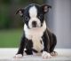 Boston Terrier Puppies for sale in Marysville, MI, USA. price: $500