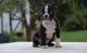 Boston Terrier Puppies for sale in Albuquerque, NM, USA. price: NA