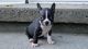 Boston Terrier Puppies for sale in Oregon City, OR 97045, USA. price: NA