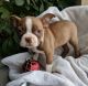 Boston Terrier Puppies for sale in Honolulu, HI, USA. price: $500