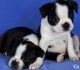 Boston Terrier Puppies for sale in Charleston, WV, USA. price: NA