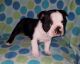 Boston Terrier Puppies for sale in Wilson, NC, USA. price: NA